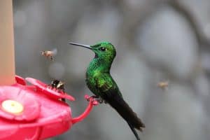 Humming bird feeders make excellent gifts for RV owners